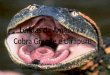 Lendas da Amazônia: Cobra Grande e Uirapuru