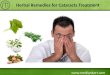Herbal Remedies for Cataracts Treatment