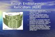 The endoplasmic reticulum