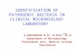 Identification of bacteria, Bacterial identification, Lab identification of bacteria, Medical bacteriology