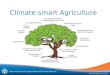 Climate-smart Agriculture
