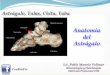 Anatomia del astragalo