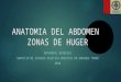 Anatomia del Abdomen y zonas de Huger