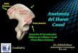 Anatomía Hueso Coxal