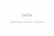 Cells Advanced Animal Science. Questions to ponder (sgpt) 1. What is a cell? 2. Are cells alive? 3. Where do cells come from?