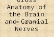 Gross Anatomy of the Brain and Cranial Nerves Lab Exercise 7