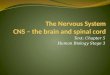 Text: Chapter 5 Human Biology Stage 3. Keywords Central nervous system (CNS) Cerebrospinal fluid (CSF) Meninges Neurons Cell body Dentrites Axon Synapse
