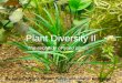 Plant Diversity II The evolution of seed plants By Selam Ahmed, Megan Foley, and Anahis Kechejian