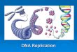 DNA Replication. Before We Begin – Let’s Review  Take out your DNA Structure Worksheet Let’s grade it!!! Let’s grade it!!! 1. What is the full name of