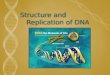 Structure and Replication of DNA. Objectives 3.3.1 - Outline DNA nucleotide structure in terms of sugar (deoxyribose), base, and phosphate. 3.3.2 – State