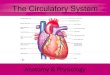 Anatomy & Physiology The Circulatory System. The Heart Muscular pump Pumps 5 liters of blood every minute Size of closed fist Less than a pound Central