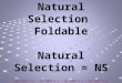 Process of Natural Selection Foldable Natural Selection = NS GLE 0807.5.3 - GLE 0807.5.4 - SPI 0807.5.2 - SPI 0807.5.3
