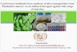 Prof. J.P. Yadav, E.mail: yadav1964@rediffmail.com Leaf Extract mediated Green synthesis of silver nanoparticles from Phyllanthus amarus: As an antibacterial
