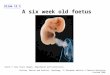 Slide 12.1 Carlson, Martin and Buskist, Psychology, 2 nd European edition © Pearson Education Limited 2006 A six week old foetus Source: © Tony Stone Images