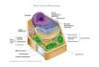 Plant Cell and Plant tissues