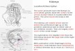 Kidneys Location & Description