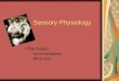 Sensory Physiology The Vision Accommodation Blind spot