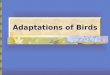 Adaptations of Birds