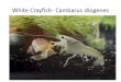 White Crayfish- Cambarus diogenes. Chinook Salmon - Oncorhynchus tshawytscha
