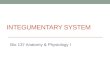 INTEGUMENTARY SYSTEM Bio 137 Anatomy & Physiology I