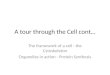 A tour through the Cell cont… The framework of a cell - the Cytoskeleton Organelles in action - Protein Synthesis