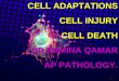CELL ADAPTATIONS CELL INJURY CELL DEATH DR.SAMINA QAMAR AP PATHOLOGY