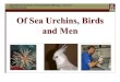 Of Sea Urchins, Birds and Men Algorithmic Functions of Computational Biology – Course 1 Professor Istrail