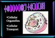 Cellular Organelles Cellular Transport. History 1665 – Robert Hooke – observation of cork cells 1833 – Robert Brown – nucleus discovery