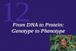 12 From DNA to Protein: Genotype to Phenotype. Biochemical Biosynthesis Pathways Lead to Understanding of Gene-Enzyme Relationship Biosynthesis of Arginine