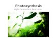 Photosynthesis Light-Dependent Reactions. Importance of Leaves Most photosynthesis occurs in the leaves