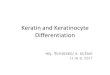 Keratin and Keratinocyte Differentiation