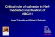 Critical role of calnexin in Nef- mediated inactivation of ABCA1 Lucas T. Jennelle and Michael I. Bukrinsky