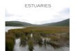 ESTUARIES. 1. What is an estuary? Partially enclosed body of water where saltwater mixes with freshwater Saltwater + freshwater = BRACKISH Where rivers