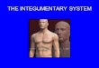 THE INTEGUMENTARY SYSTEM. THE INTEGUMENTARY SYSTEM IS MADE OF THE FOLLOWING: Integument (skin) Hairs Sweat Glands Oil Glands