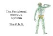 The Peripheral Nervous System The P.N.S.. Peripheral Nervous System Somatic Nervous System (___) â€“ ________________________________ â€“ Motor nerves â€“ Messages