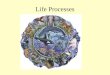 Life Processes. Life Processes(Activities)  These are the processes that all livings things must accomplish in order to be alive. Think of some of the