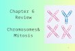 Chapter 6 Review Chromosomes  Mitosis 0. Term meaning sex cells (sperm  eggs) 1 GAMETES