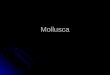 Mollusca. classes Mollusca is one of the most diverse groups of animals on the planet, Mollusca is one of the most diverse groups of animals on the planet,