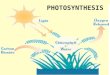PHOTOSYNTHESIS. Energy Stored in chemical bonds of compounds. Compounds that store energy: ATP, and NADPH. When bonds are broken, energy is released