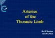 Arteries of the Thoracic Limb Dr. Z. Tootian D.V.M, Ph.D
