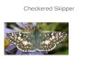 Checkered Skipper. House Fly Crane Fly Syphrid Fly