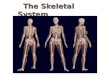 The Skeletal System. The Appendicular Skeleton  Limbs (appendages)  Pectoral girdle  Pelvic girdle