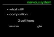 What is it? nervous system composition: 2 cell types neurons glia