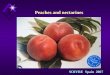 SOIVRE Spain 2007 Peaches and nectarines. UE standards are based on UN/ECE text A new one was published in 2004, that modifies the 1999 one During