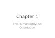 Chapter 1 The Human Body: An Orientation. Membranes in the Ventral Body Cavity Serous Membrane or Serosa  Double layered membrane that covers the walls