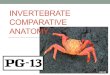 INVERTEBRATE COMPARATIVE ANATOMY. Invertebrates make up 95% of the animal world. While there is a lot of variation among invertebrates, all of them lack
