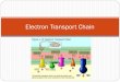 Electron Transport Chain. NADH and FADH 2 are __________________ These electrons are transferred to a series of components that are found in the inner