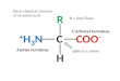 Amino terminus Carboxyl terminus Basic chemical structure of an amino acid alpha (  ) carbon R =…