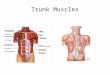 Trunk Muscles. Anterior Muscles Name: Pectoralis Major Origin: Sternum, clavicle, & 1 st to 6 th rib…