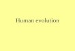 Human evolution. Classification of Modern Humans: Kingdom – Animalia Phylum – Chordata Subphylum…